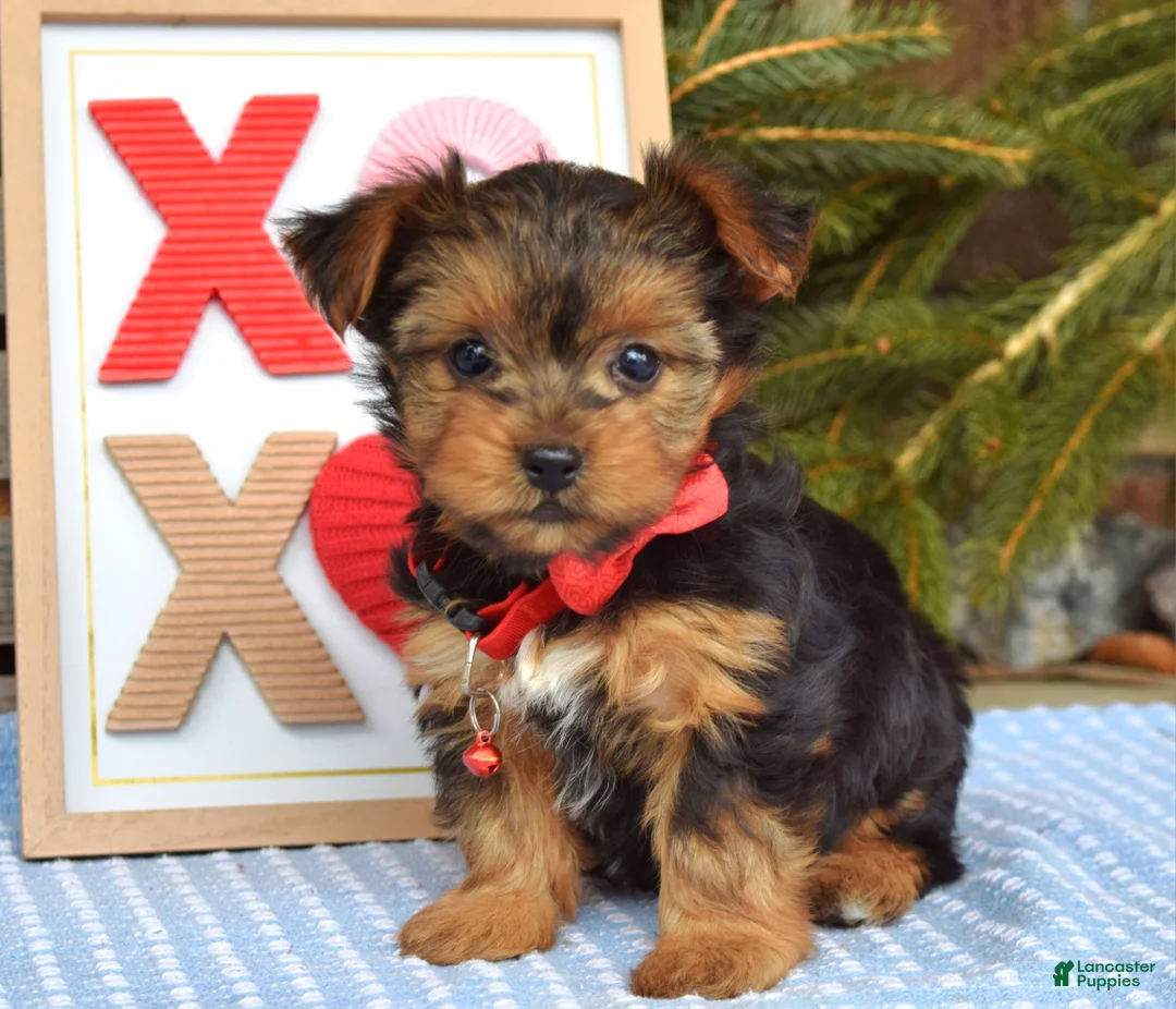 Yorkshire Terrier dogs for sale: Paisley  - Ad 1