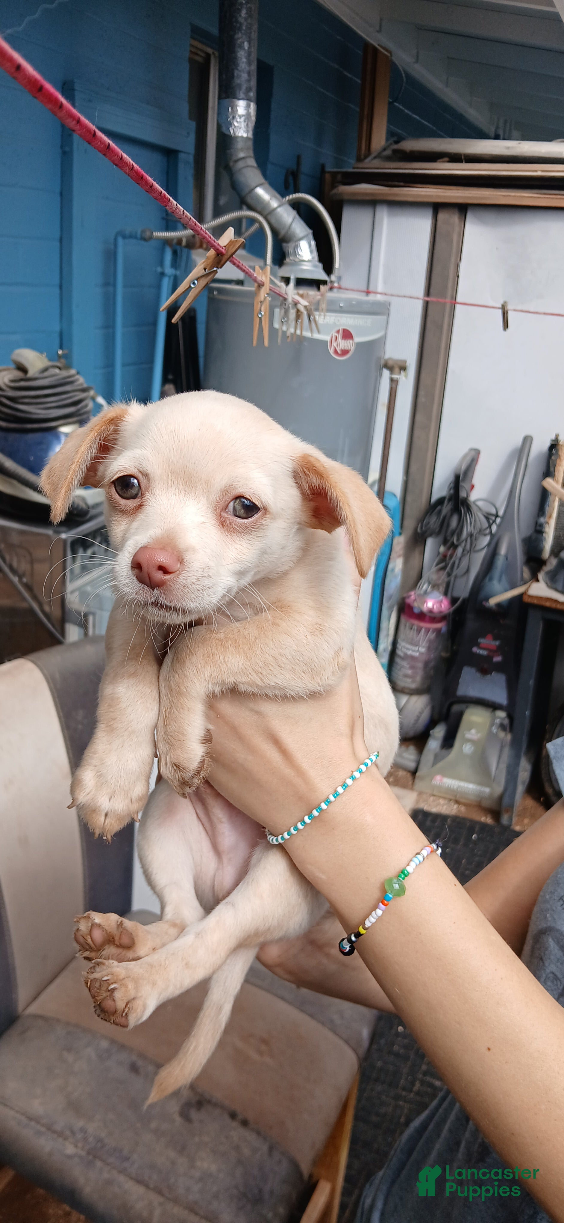 Mixed Breed dogs Mixed Breed 2 - Ad 29