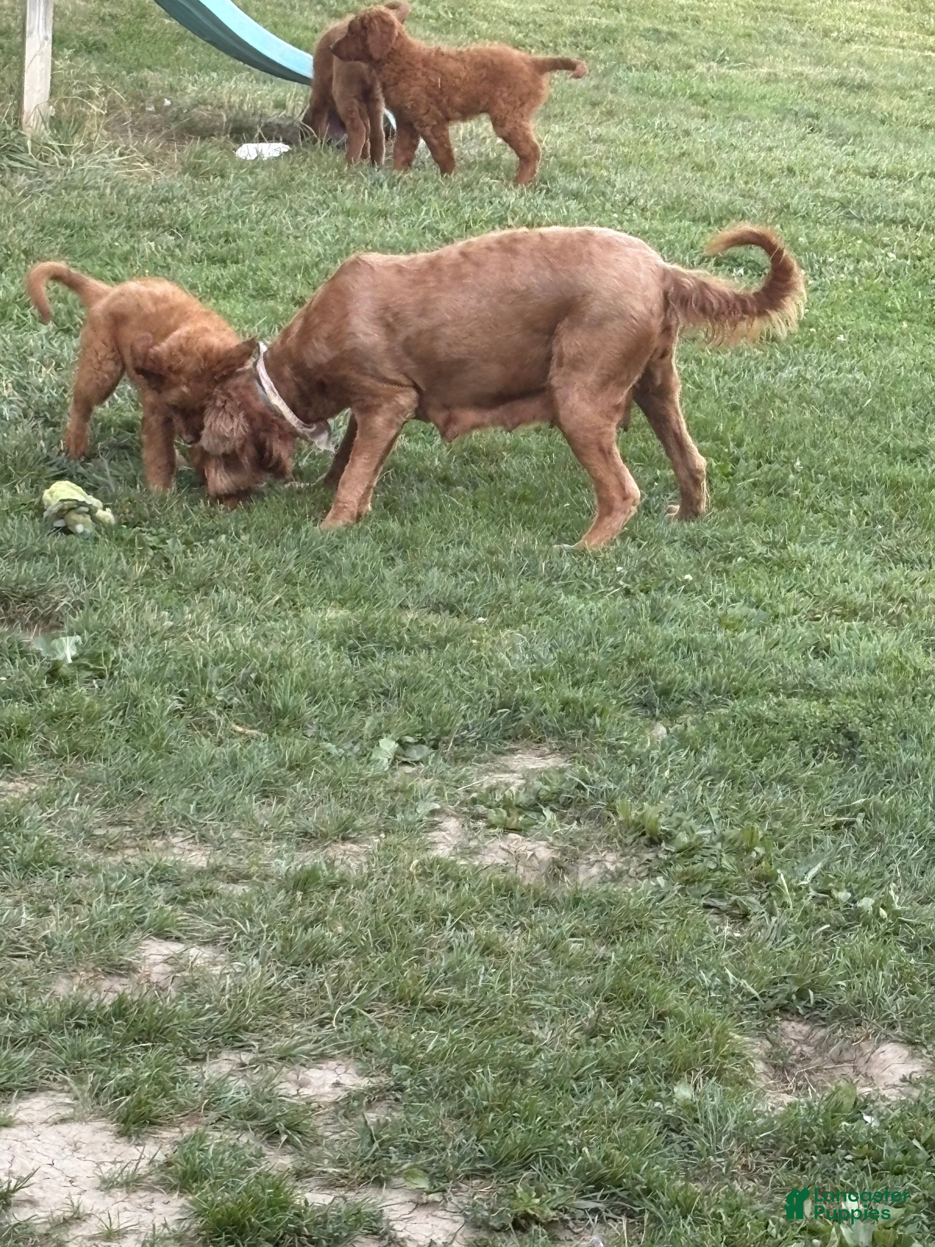 Goldendoodle dogs Ella - Ad 2