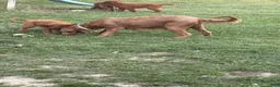 Goldendoodle dogs for sale: Ella - Ad 3