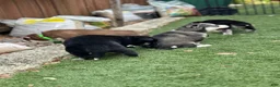Pomsky dogs for sale: Flint - Ad 11