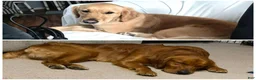 Golden Retriever dogs for sale: Golden Retriever 1 - Ad 6