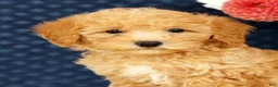 Bichpoo dogs for sale: Evan - Ad 9