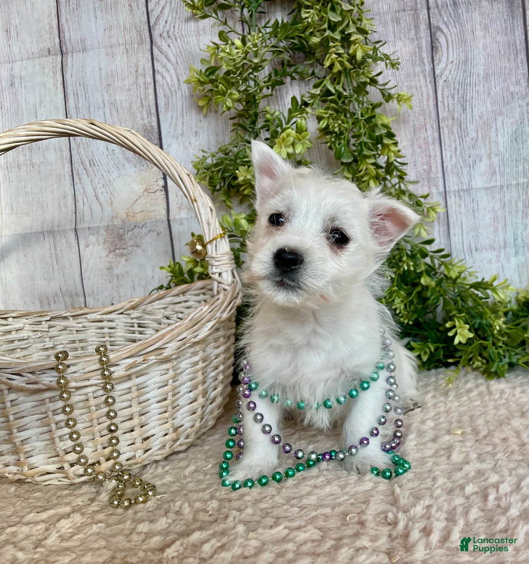 West Highland Terrier dogs for sale: Leah, AKC - Ad 8