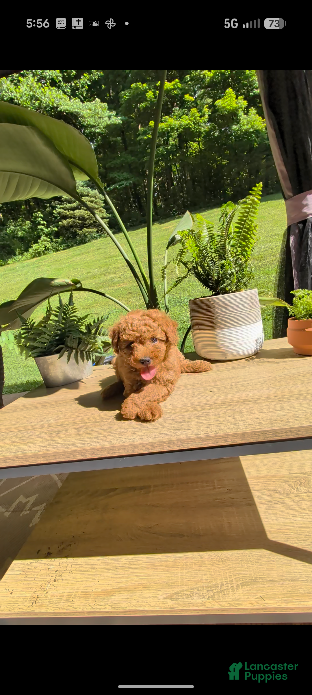 Miniature Poodle dogs Bailey  - Ad 2