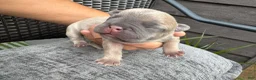 French Bulldog dogs for sale: French Bulldog 1 Male - Ad 1