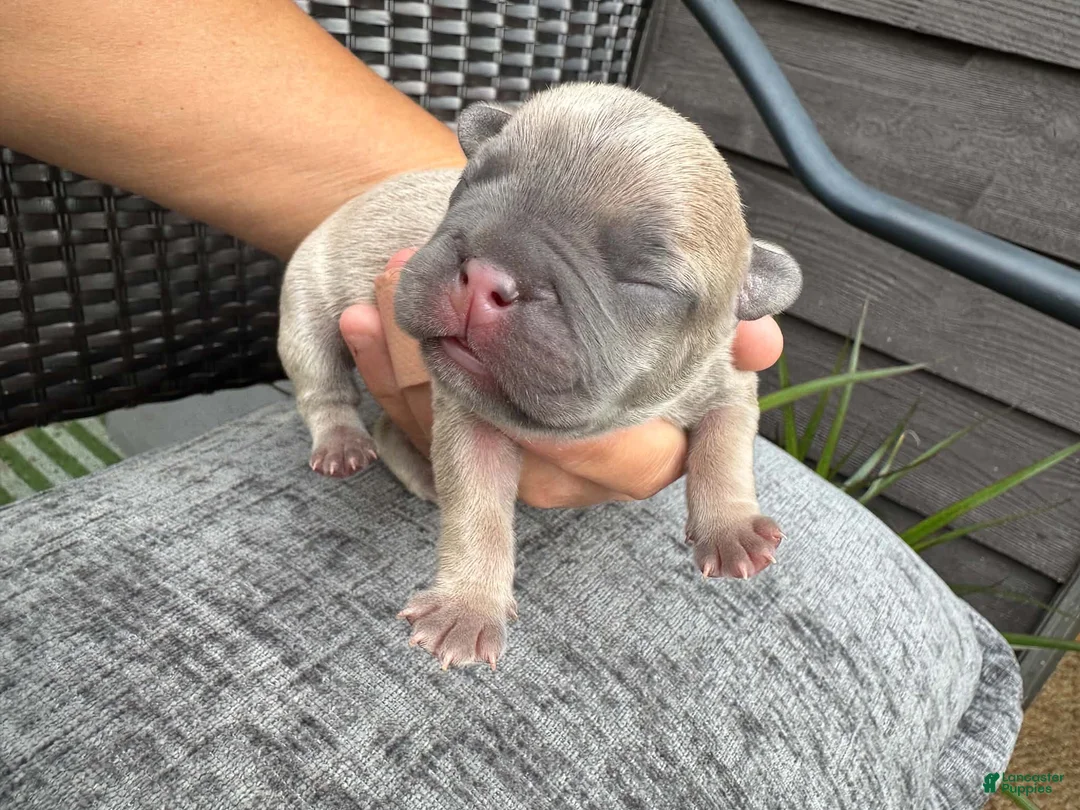 French Bulldog dogs for sale: French Bulldog 1 Male - Ad 1