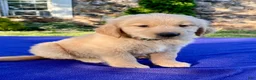 Golden Retriever dogs for sale: Coconut - Ad 5