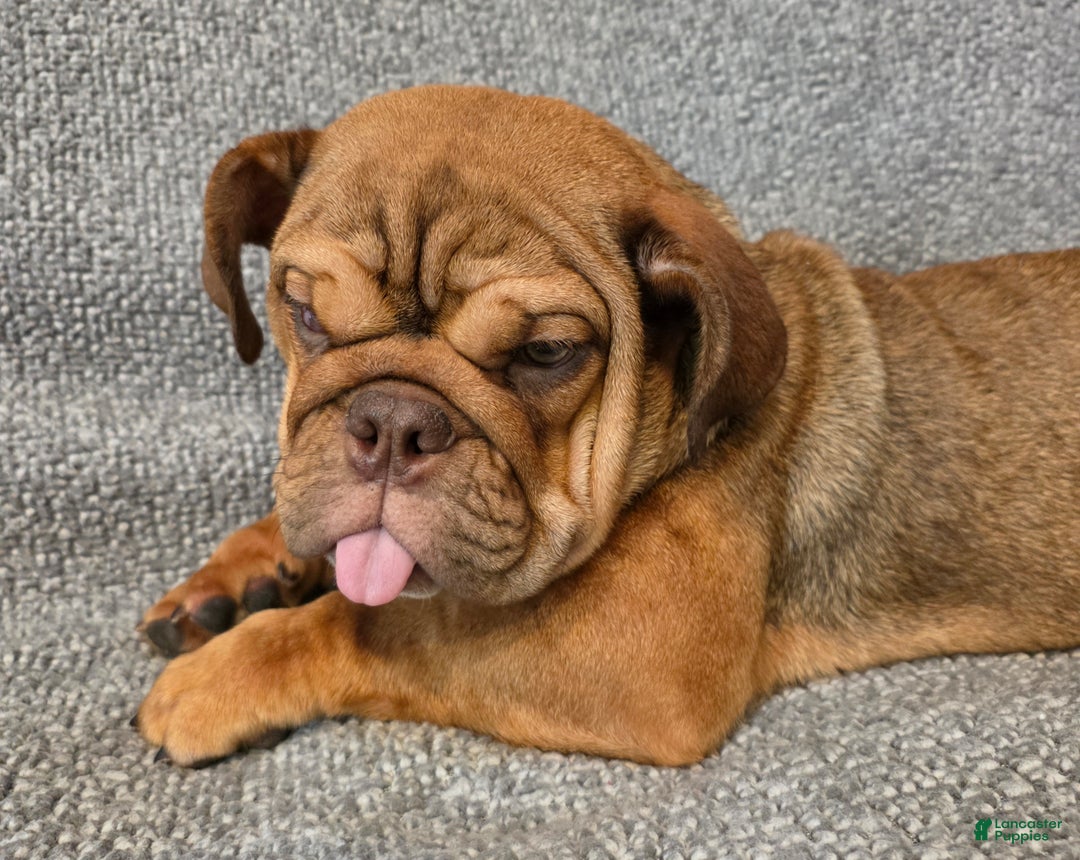 English Bulldog dogs for sale: Caroline - Ad 7