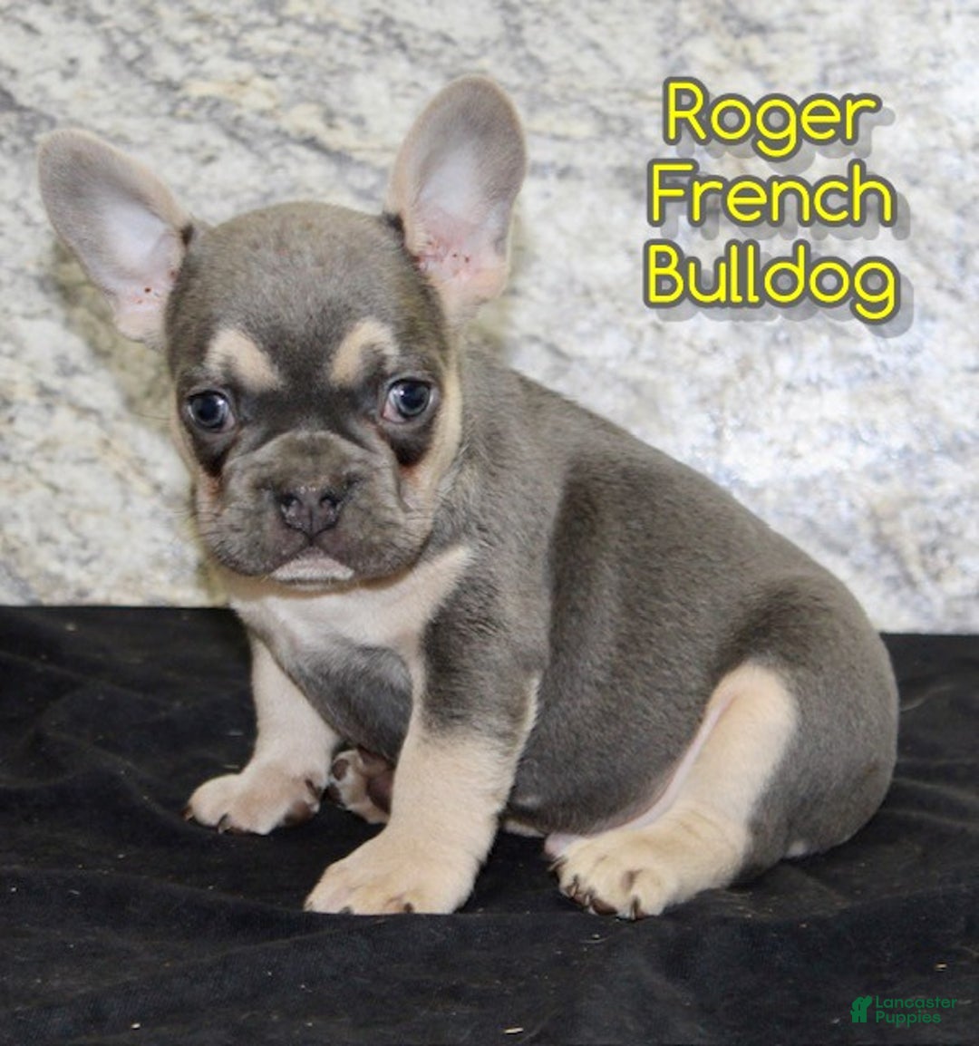 French Bulldog dogs for sale: Roger - Ad 1