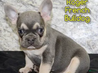 French Bulldog dogs Roger - Ad 13