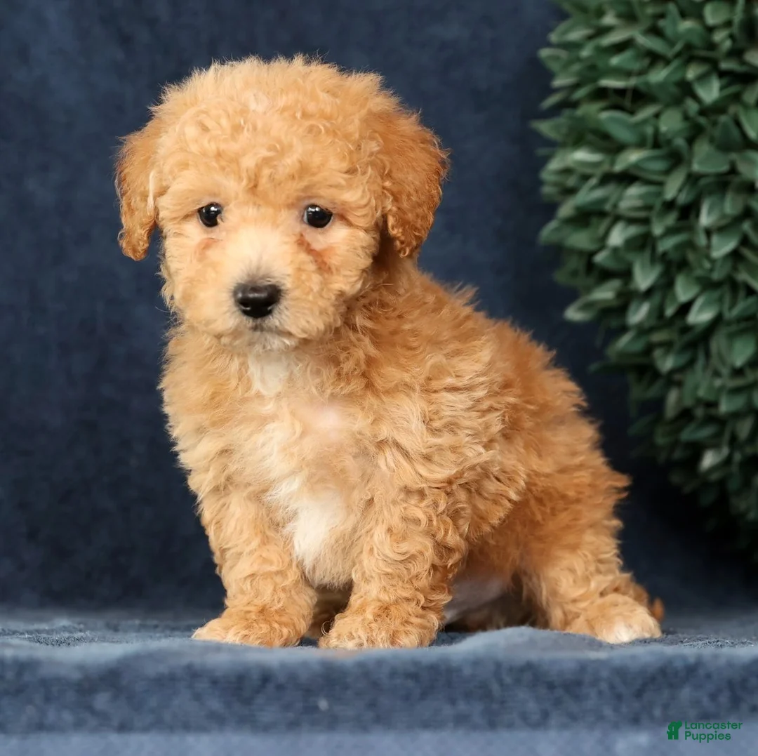 Bichpoo dogs for sale: Homer - Ad 1
