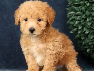 Bichpoo dogs Homer - Ad 2