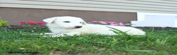Maremma Sheepdog dogs for sale: Emmy - Ad 2