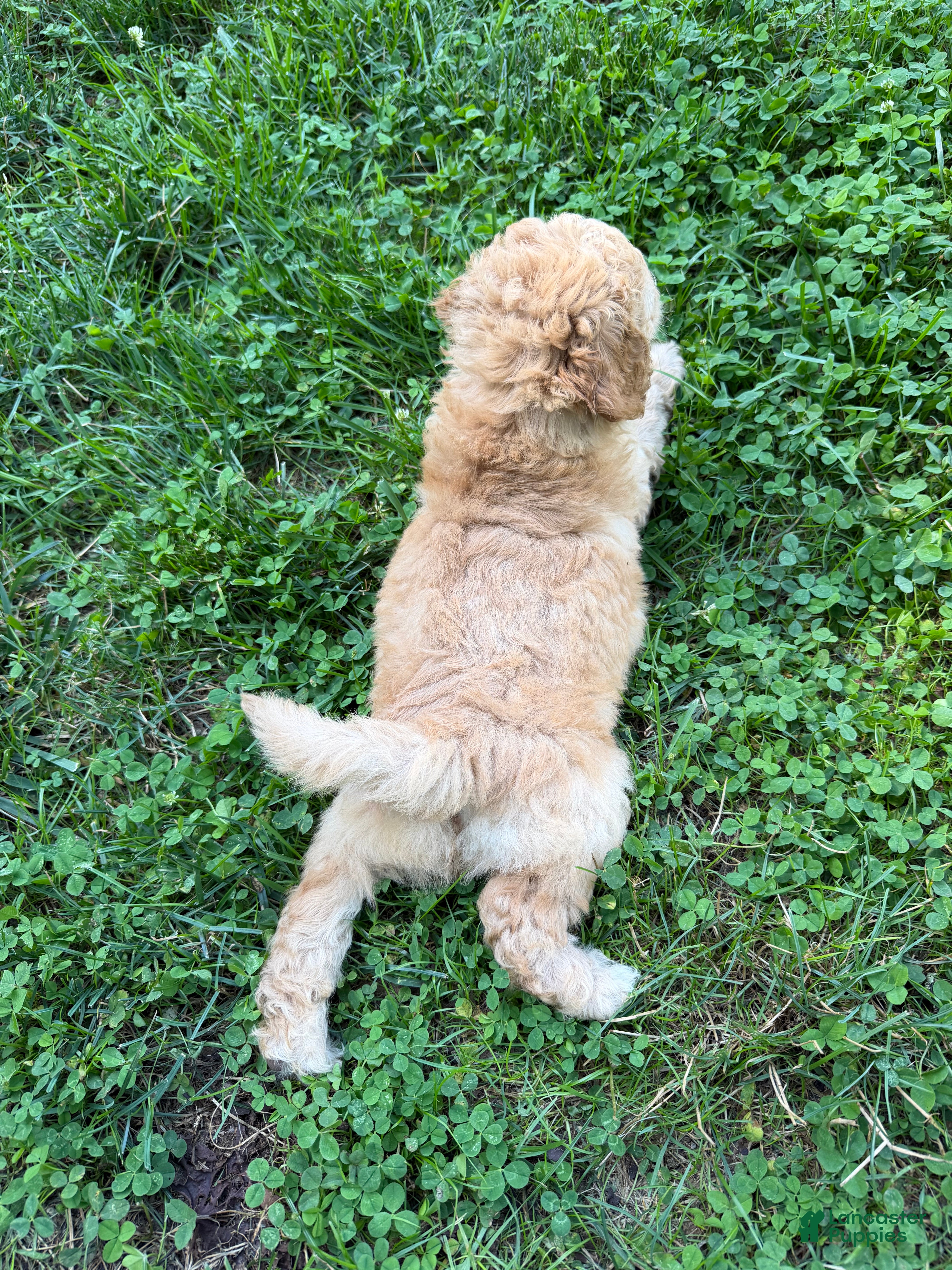 Aussiedoodle dogs Charlie - Ad 2