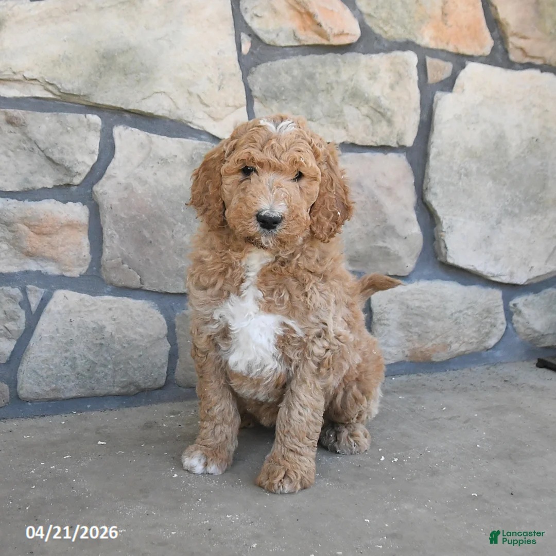 Labradoodle dogs for sale: Moonbeam - Ad 2