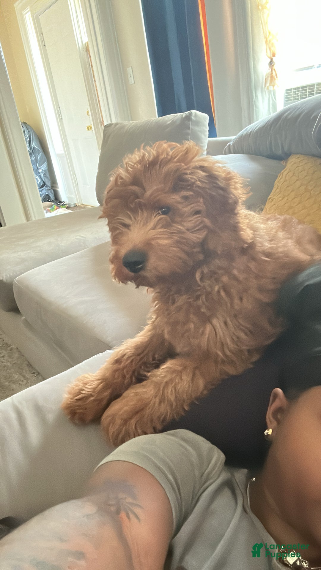 Goldendoodle dogs for sale: Goldendoodle Puppy 1 - Ad 7