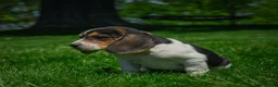 Beagle dogs for sale: Nova - Ad 3