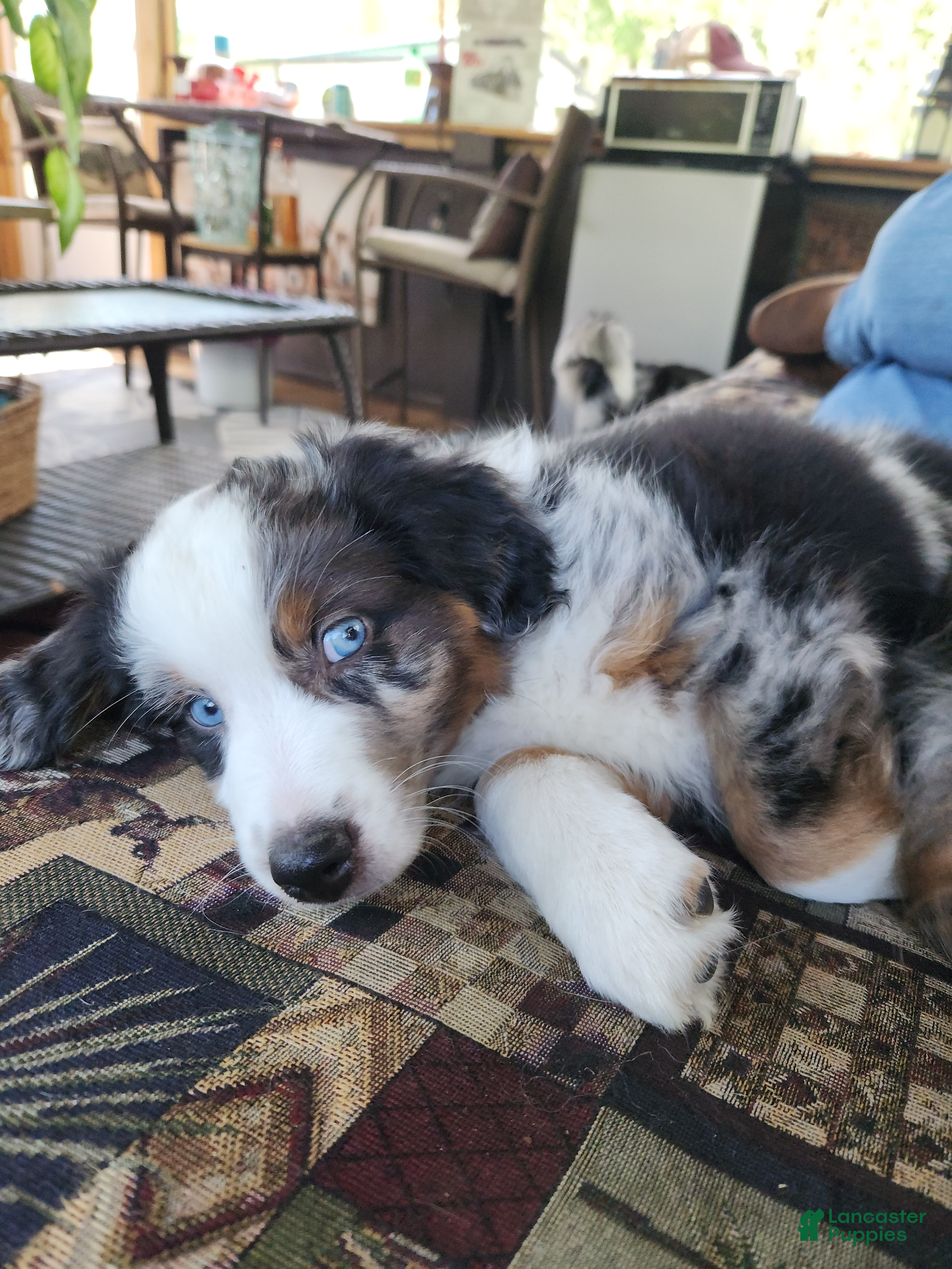 Miniature Australian Shepherd dogs Miniature Australian Shepherd Puppy 1 - Ad 23