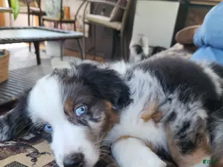 Miniature Australian Shepherd dogs Miniature Australian Shepherd Puppy 1 - Ad 23