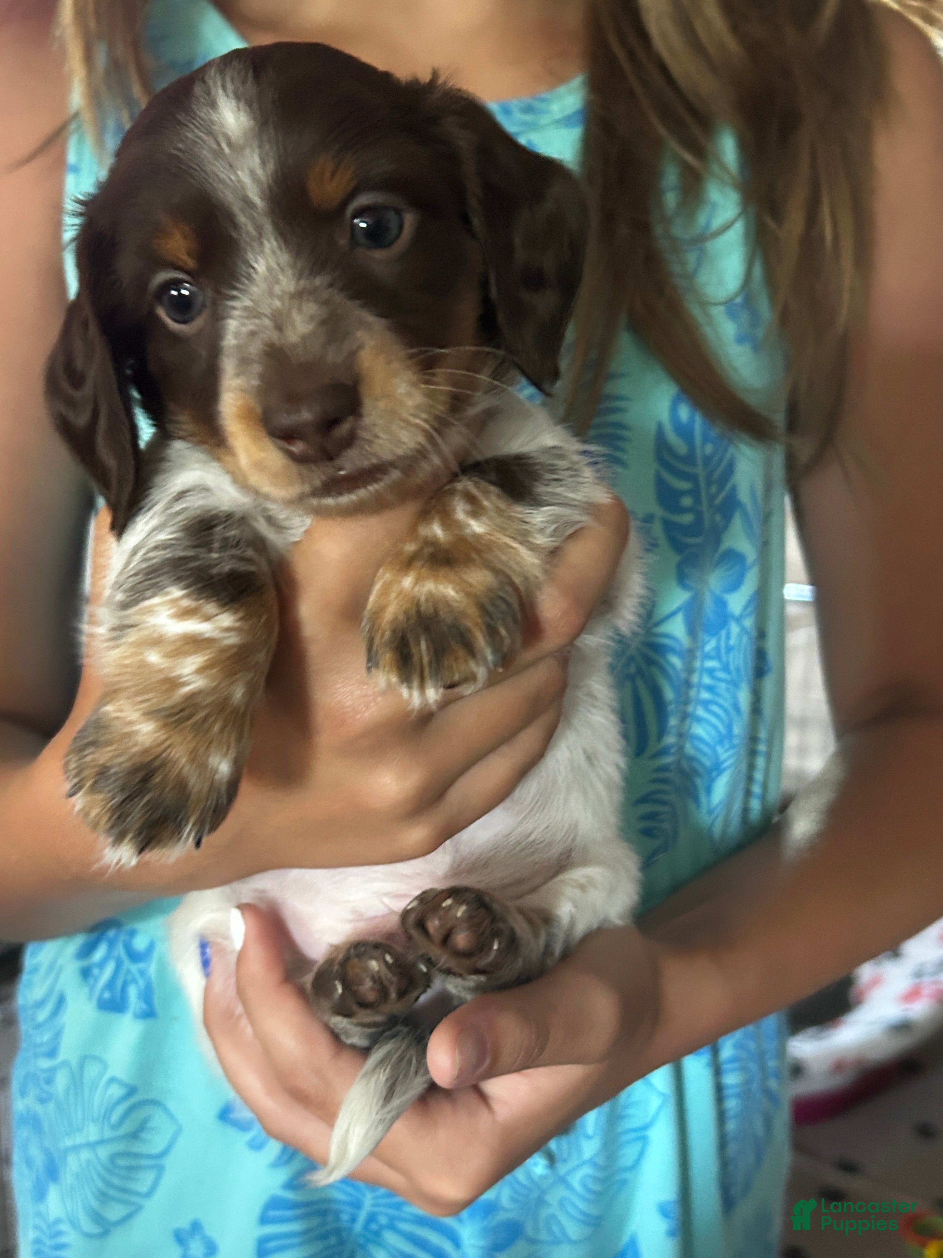 Miniature Dachshund dogs Rocky - Ad 29