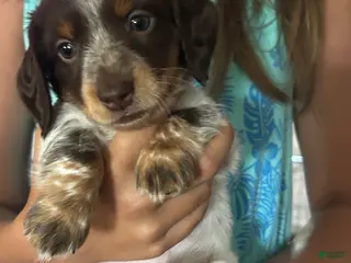 Miniature Dachshund dogs Rocky - Ad 29