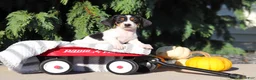 Dachshund dogs for sale: Bailey - Ad 8