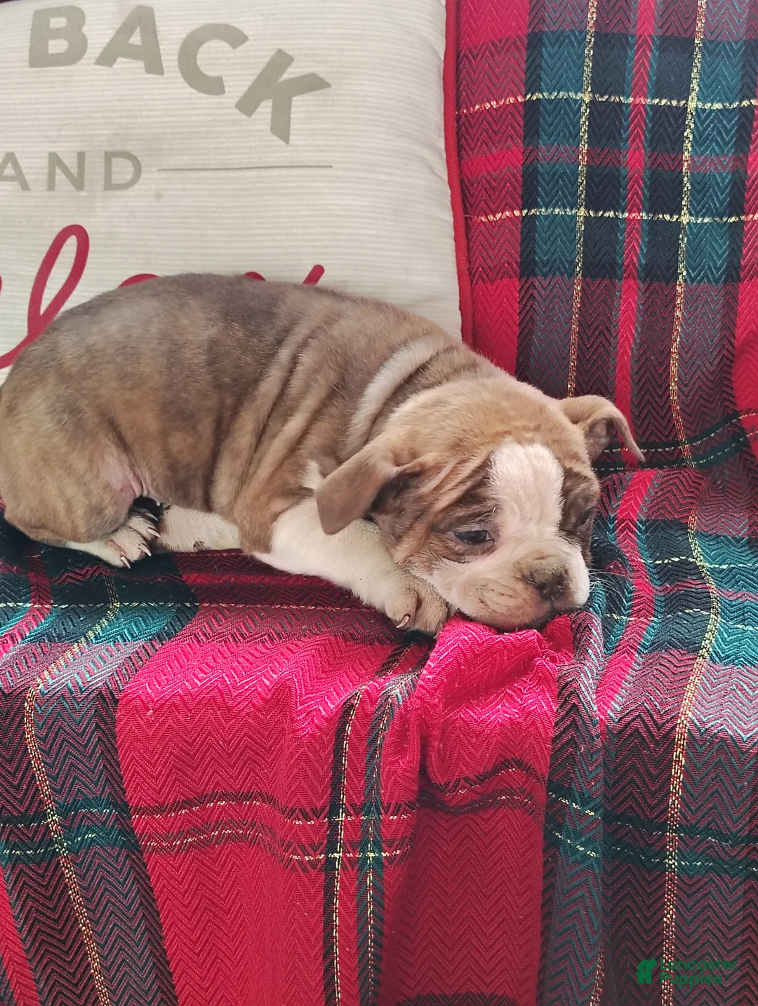 Olde English Bulldogge dogs for sale: Tonya - Ad 2