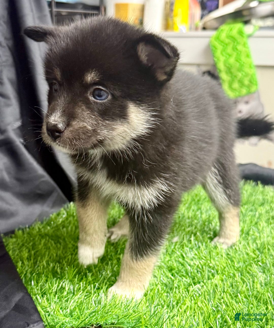 Mixed Breed dogs for sale: Sugar  - Ad 8