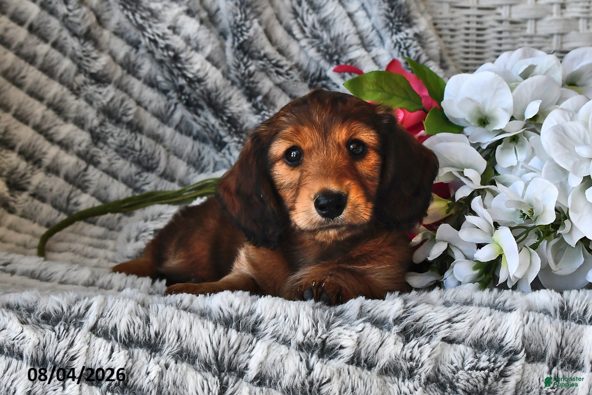 Dachshund dogs Butterscotch - Ad 2