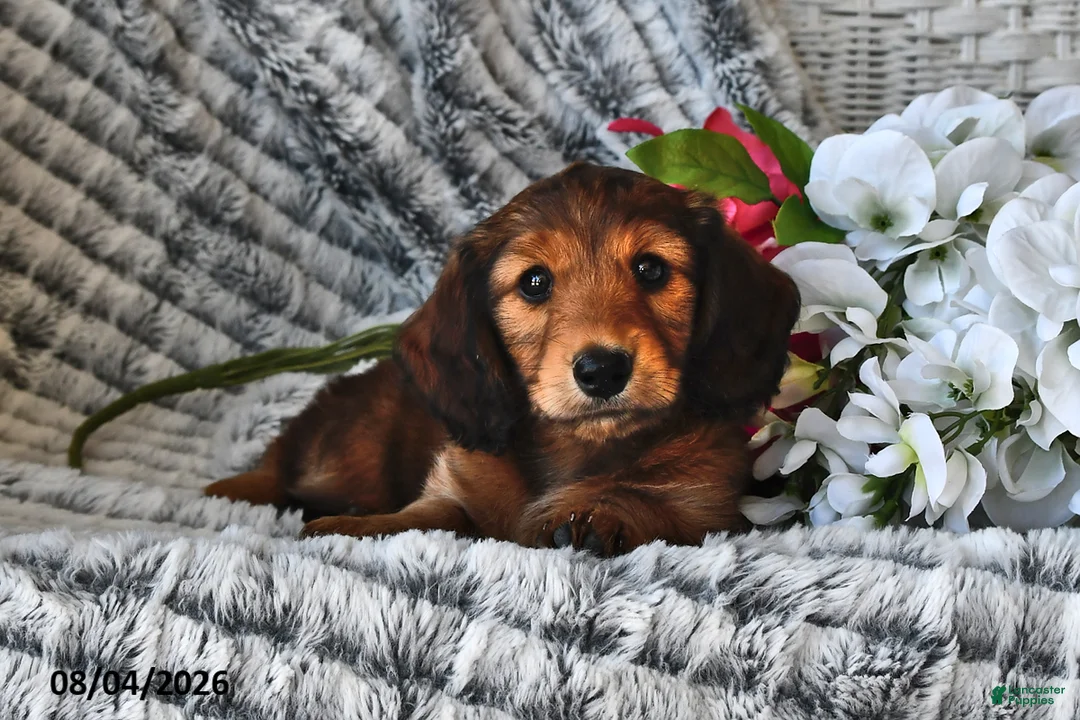 Dachshund dogs for sale: Butterscotch - Ad 2
