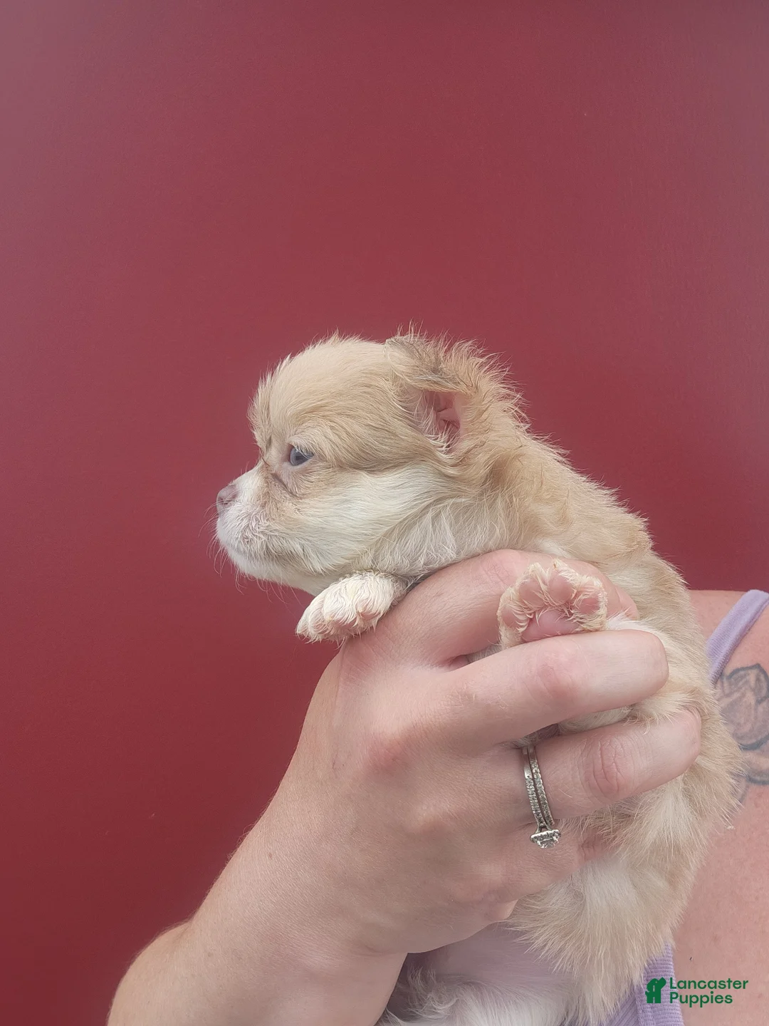 Chihuahua dogs for sale: Rowan - Ad 2