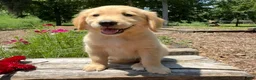 Golden Retriever dogs for sale: Kyla - Ad 4