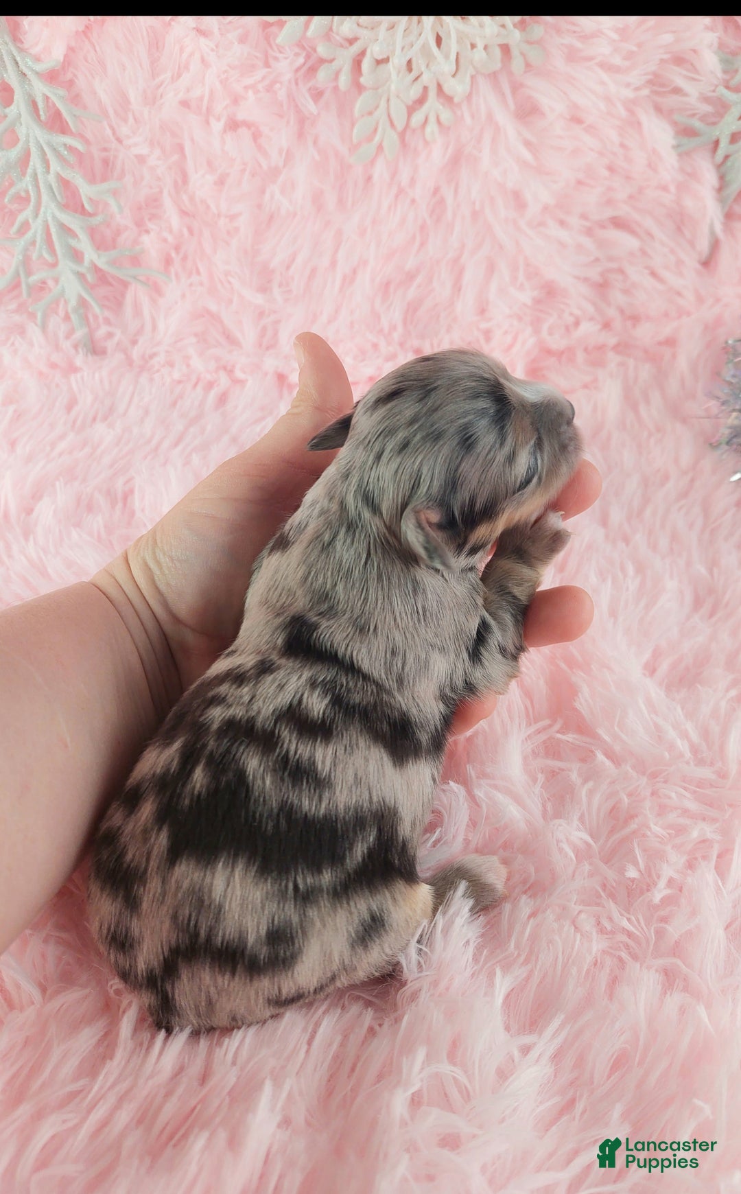 Chihuahua dogs for sale:  Priscilla - Ad 6