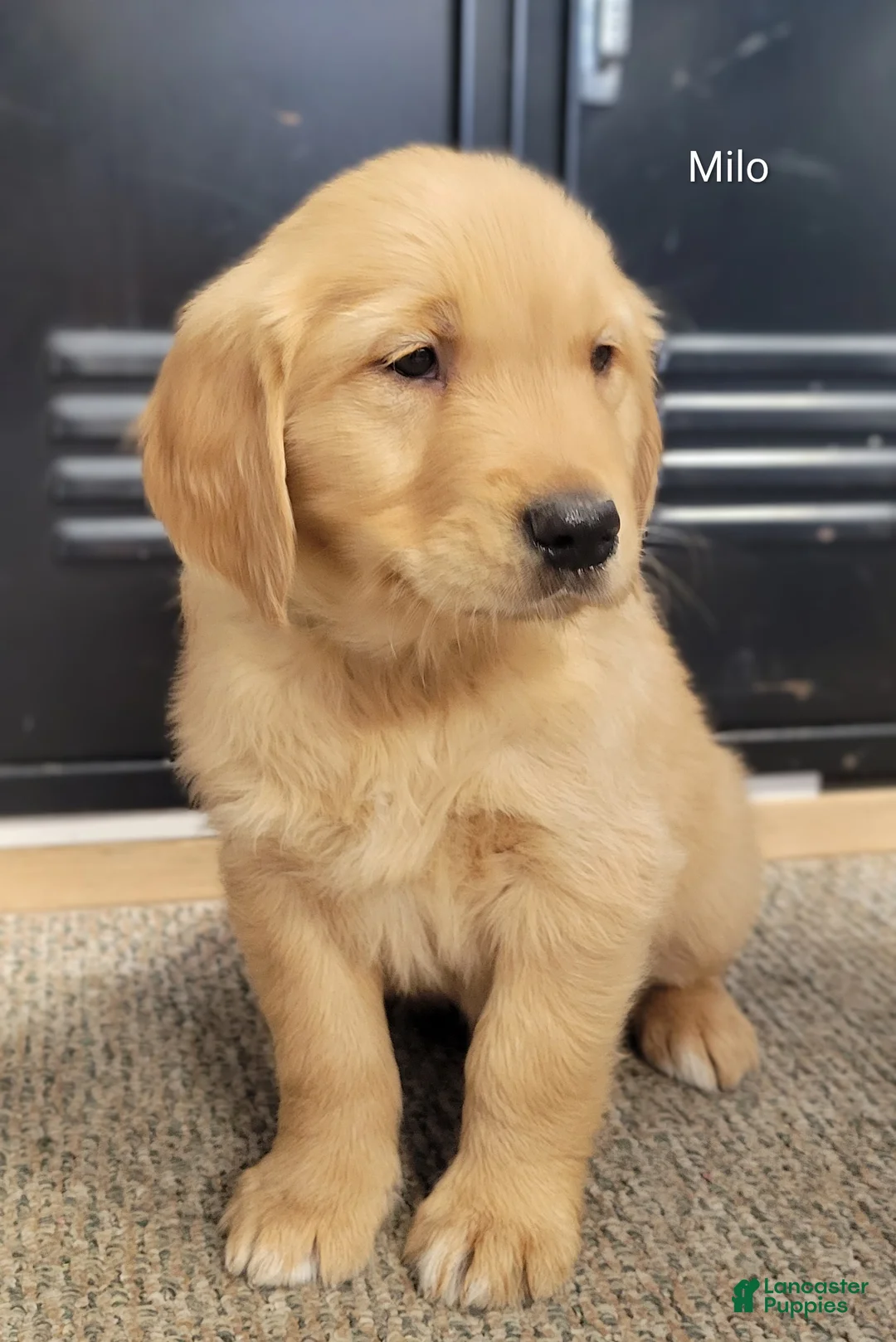 Golden Retriever dogs for sale: Milo - Ad 2