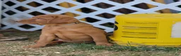 Labrador Retriever dogs for sale: Maple (grey collar) - Ad 2
