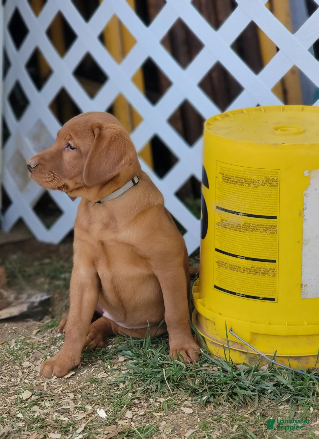 Labrador Retriever dogs for sale: Maple (grey collar) - Ad 2