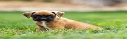 Boxer dogs for sale: Ninja Boxer  - Ad 3