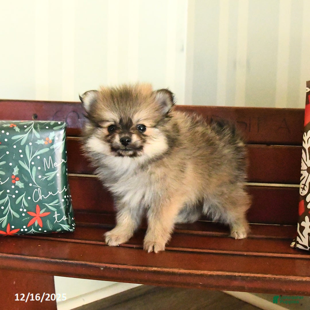 Pomeranian dogs for sale: Champ  - Ad 5