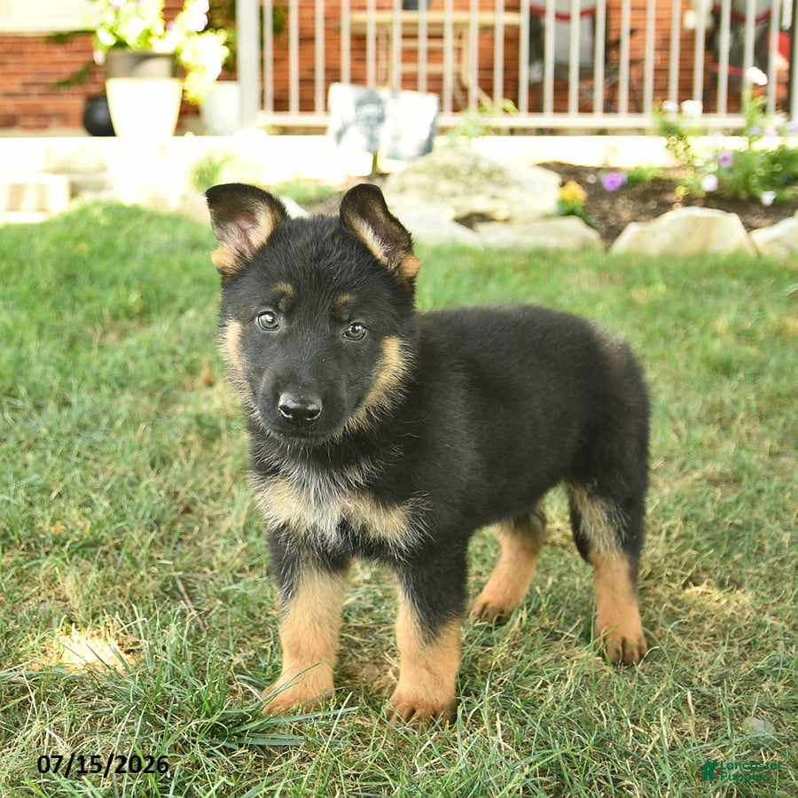 German Shepherd dogs Tank  - Ad 1