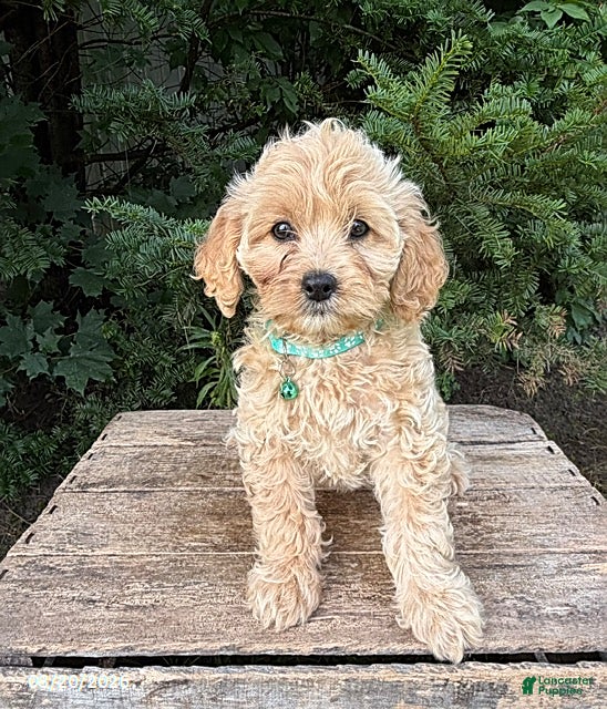 Cockapoo dogs Jenika - Ad 1