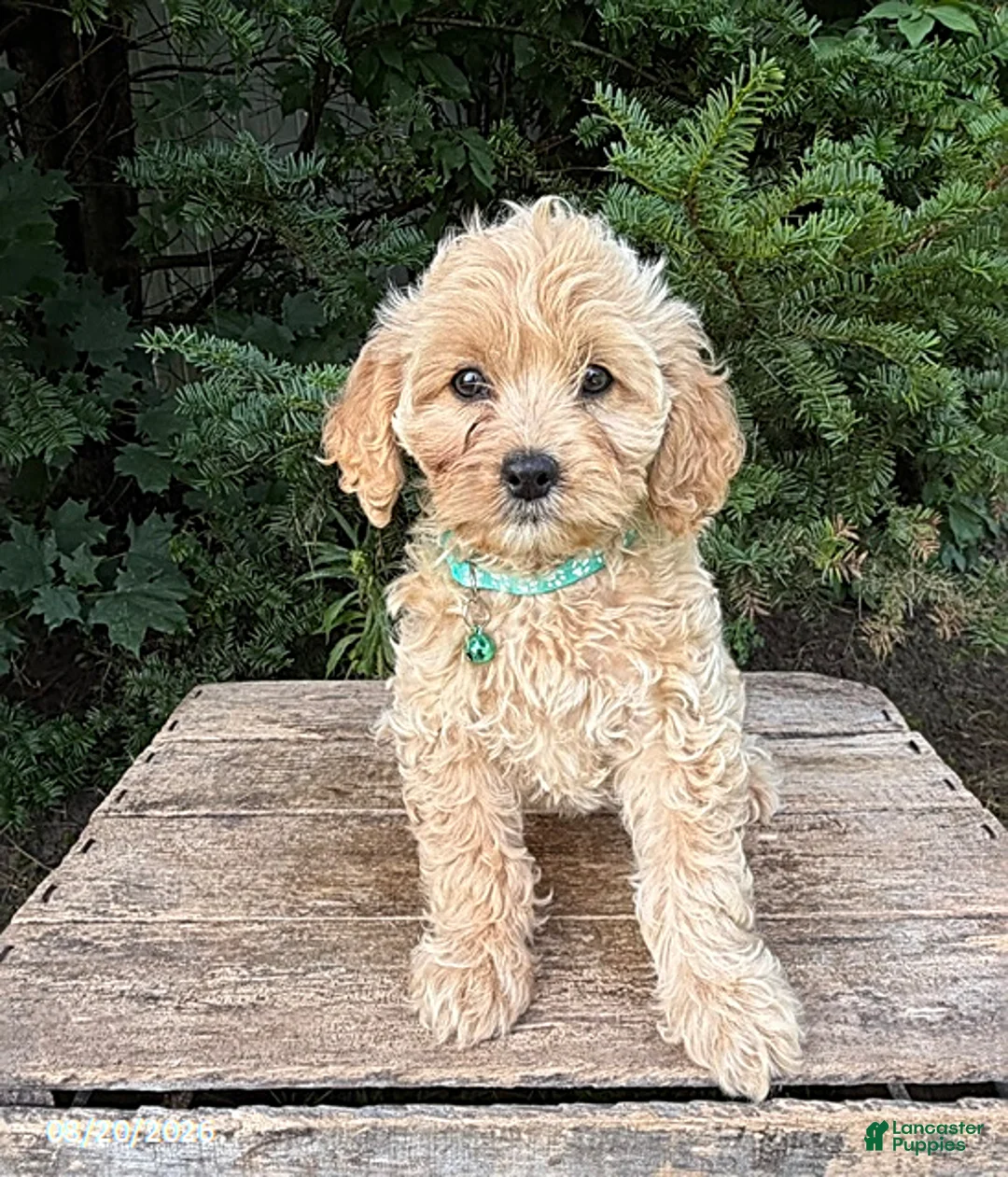 Cockapoo dogs for sale: Jenika - Ad 1