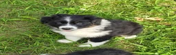 Australian Shepherd dogs for sale: Australian Shepherd 2 - Ad 2