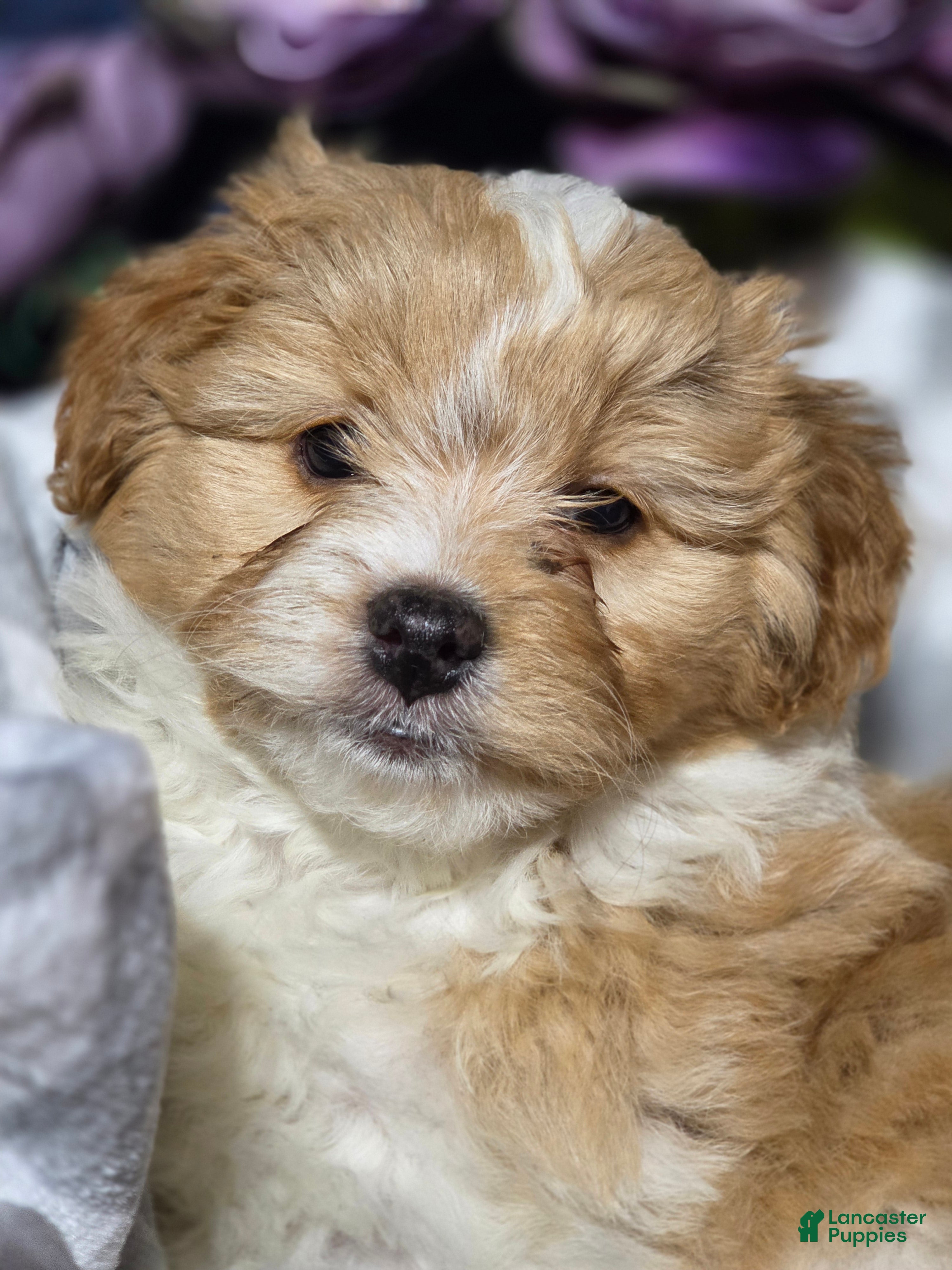 Mixed Breed dogs Favorite - Ad 3