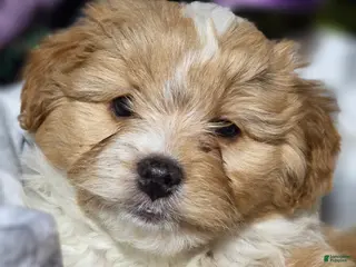 Mixed Breed dogs Favorite - Ad 24