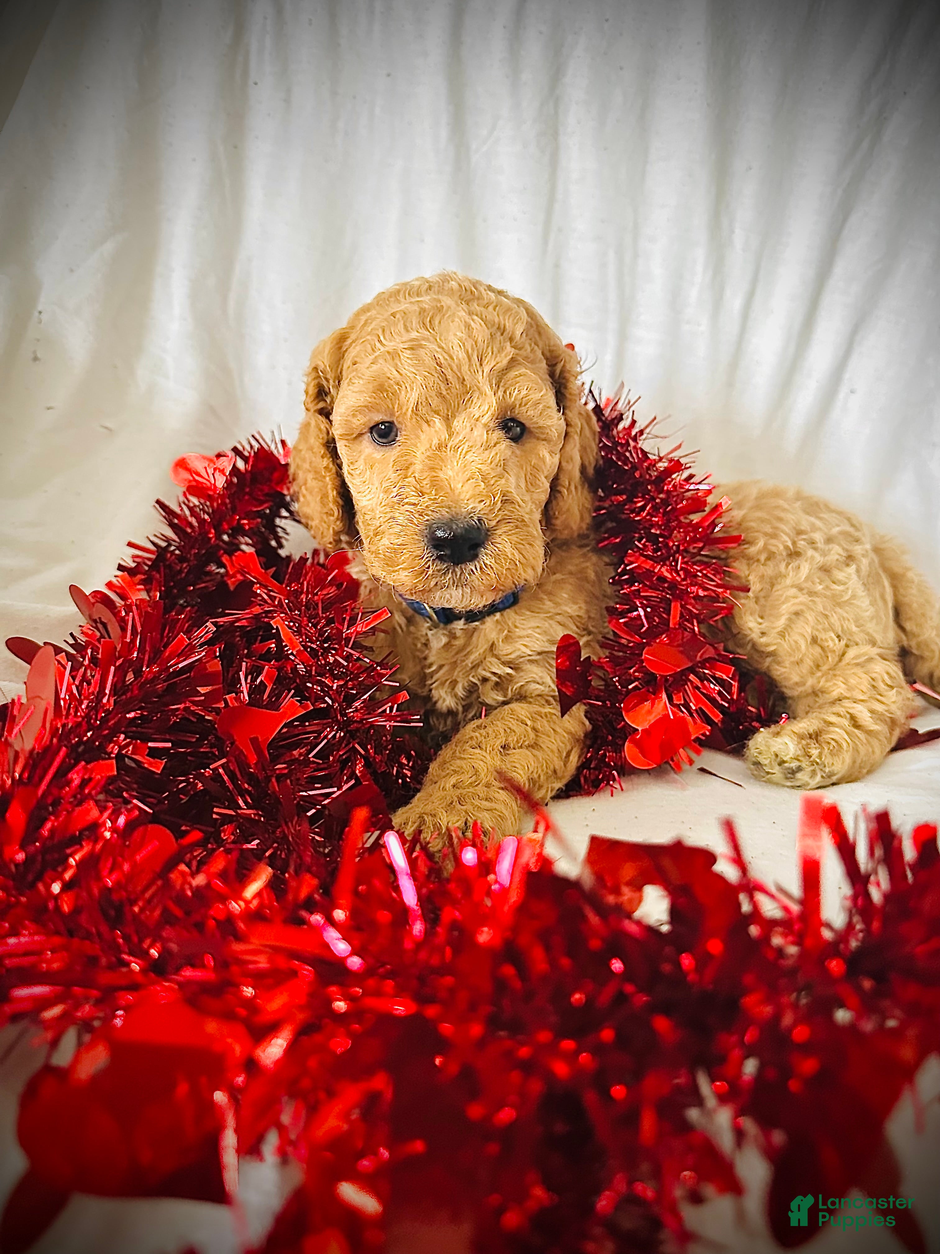 Irish Doodle dogs Spark- in home raised - Ad 2