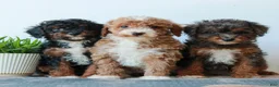 Miniature Poodle dogs for sale: Cora  - Ad 5