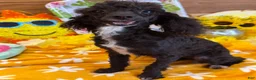 Toy Poodle dogs for sale: Lady - Ad 3