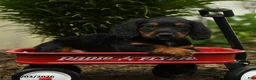 Mixed Breed dogs for sale: Apollo - Ad 5
