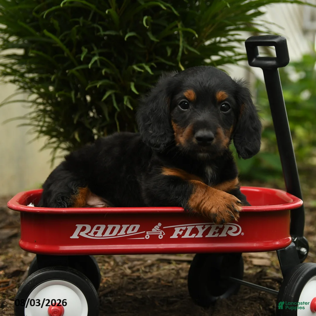 Mixed Breed dogs for sale: Apollo - Ad 5